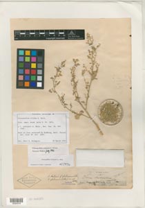 Herbarium Sheet of 